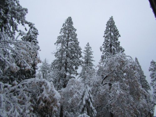 snow in the trees